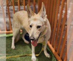 German Shepherd Dog-Unknown Mix Dogs for adoption in Las Vegas, NV, USA