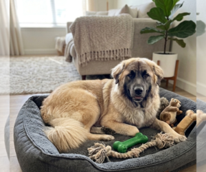 Mutt Dogs for adoption in Genesee, WI, USA