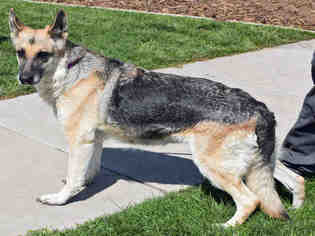 German Shepherd Dog Dogs for adoption in Ogden, UT, USA