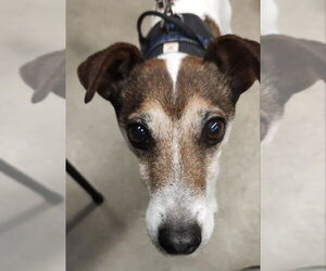 Jack Russell Terrier Dogs for adoption in Fairfax, VA, USA
