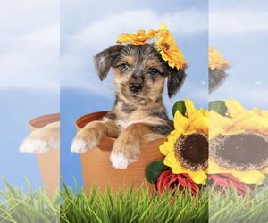 Mutt Dogs for adoption in McKinney, TX, USA