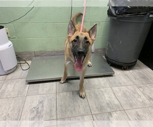 German Shepherd Dog-Unknown Mix Dogs for adoption in Grand Prairie, TX, USA
