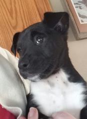Borador Dogs for adoption in Kohler, WI, USA