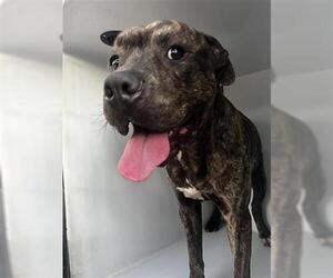 Mutt Dogs for adoption in Houston, TX, USA