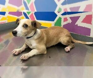 Mutt Dogs for adoption in Baytown, TX, USA