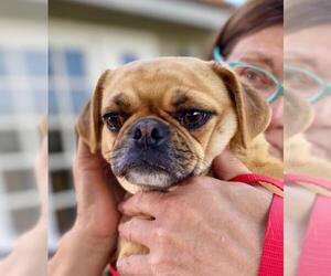 Puggle Dogs for adoption in Lake Forest, CA, USA