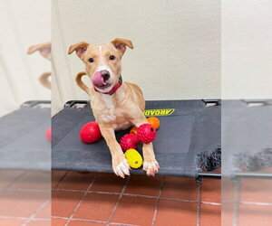 Golden Labrador Dogs for adoption in Jefferson, NJ, USA