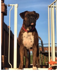 Medium Photo #1 Boxer Puppy For Sale in Lake Ann, MI, USA