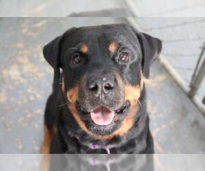 Rottweiler Dogs for adoption in Fort Lauderdale, FL, USA