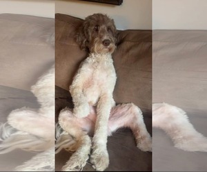 Goldendoodle Dogs for adoption in Forest, VA, USA