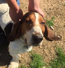 Basset Hound Dogs for adoption in Lonsdale, AR, USA