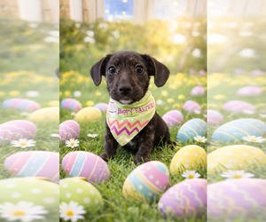 Chihuahua-Unknown Mix Dogs for adoption in Jackson Township, NJ, USA
