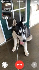 Siberian Husky Dogs for adoption in Albany, NH, USA