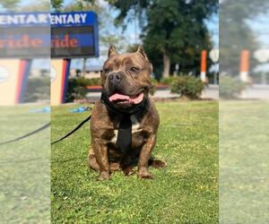 Bulldog Dogs for adoption in San Pablo, CA, USA