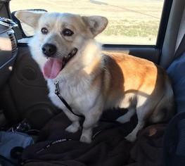 Pembroke Welsh Corgi Dogs for adoption in Fargo, ND, USA