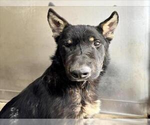 German Shepherd Dog Dogs for adoption in San Bernardino, CA, USA