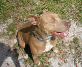American Pit Bull Terrier Dogs for adoption in Middleburg, FL, USA