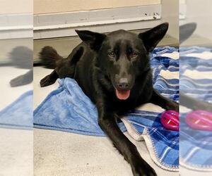 German Shepherd Dog-Unknown Mix Dogs for adoption in Conroe, TX, USA