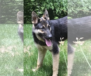 German Shepherd Dog Dogs for adoption in Pottstown, PA, USA