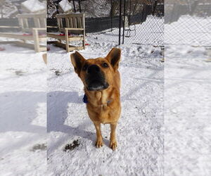 Mutt Dogs for adoption in Elmsford, NY, USA