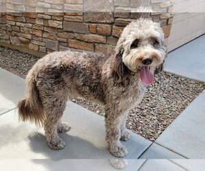 Goldendoodle Dogs for adoption in Glendale , AZ, USA