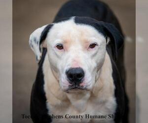 American Bulldog-Unknown Mix Dogs for adoption in Toccoa, GA, USA