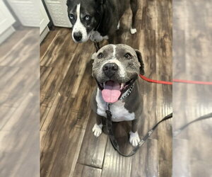 Bulldog-Unknown Mix Dogs for adoption in Doylestown, PA, USA