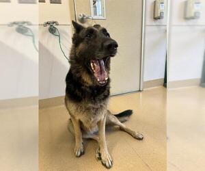 German Shepherd Dog Dogs for adoption in Placerville, CA, USA