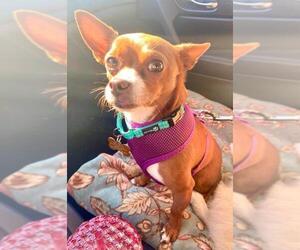 Chihuahua Dogs for adoption in La Verne , CA, USA