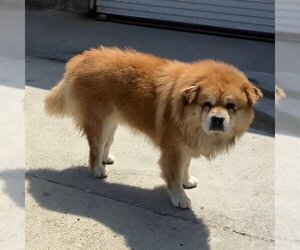 Chow Chow Dogs for adoption in Camarillo, CA, USA