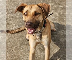 Chocolate Labrador retriever-German Shepherd Dog Mix Dogs for adoption in Vallejo, CA, USA