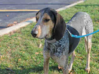 Small Black and Tan Coonhound