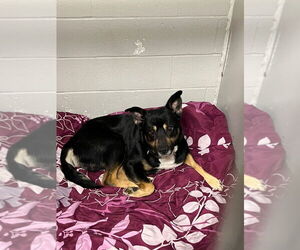 Rottweiler-Unknown Mix Dogs for adoption in Pierceton , IN, USA