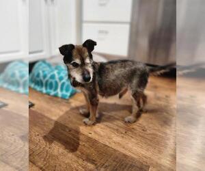Miniature Schnauzer-Unknown Mix Dogs for adoption in Seven Valleys, PA, USA