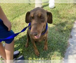 Doberman Pinscher Dogs for adoption in Naples, FL, USA