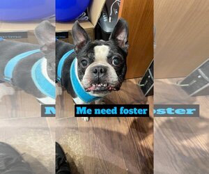 Boston Terrier Dogs for adoption in Uwchlan, PA, USA