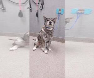 Akita-Siberian Husky Mix Dogs for adoption in Las Vegas, NV, USA
