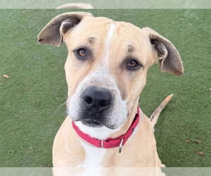 American Pit Bull Terrier Dogs for adoption in Martinez, CA, USA