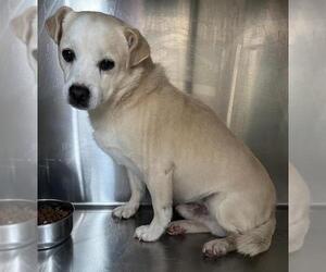 Chihuahua-Unknown Mix Dogs for adoption in Salisbury, NC, USA