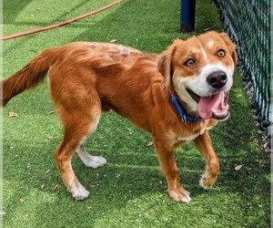 Border Collie-Golden Retriever Mix Dogs for adoption in Tampa, FL, USA