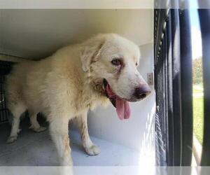 Great Pyrenees-Unknown Mix Dogs for adoption in Houston, TX, USA
