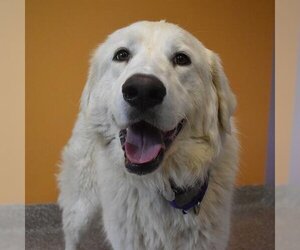 Great Pyrenees Dogs for adoption in Aurora, CO, USA