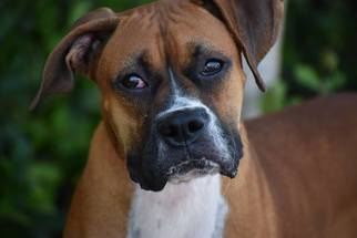 Boxer Dogs for adoption in Alameda, CA, USA