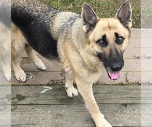 German Shepherd Dog Dogs for adoption in Cuba, NY, USA