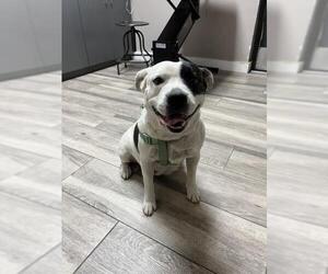 American Pit Bull Terrier-Unknown Mix Dogs for adoption in Redlands, CA, USA