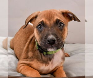 Black Mouth Cur-Plott Hound Mix Dogs for adoption in Sheridan, CO, USA