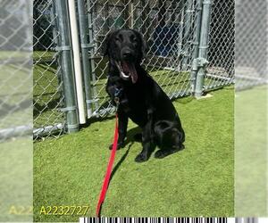 Labrador Retriever Dogs for adoption in West Palm Beach, FL, USA