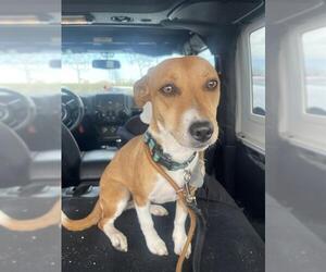 Mutt Dogs for adoption in San Antonio, TX, USA
