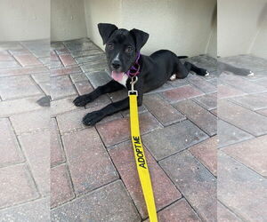 Labrador Retriever-Unknown Mix Dogs for adoption in Orlando, FL, USA