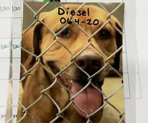 Vizsla Dogs for adoption in Zanesville, OH, USA